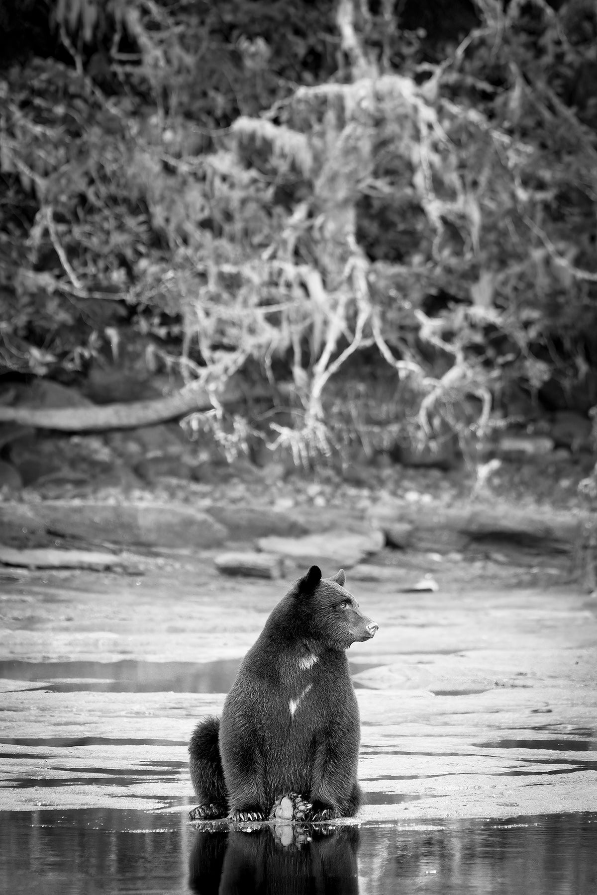 Patches - Ltd. Ed. /15