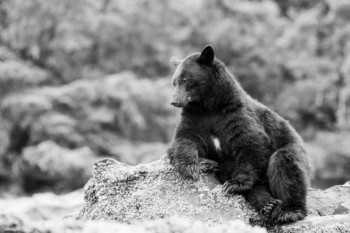 Warrior - Ltd. Ed. /15