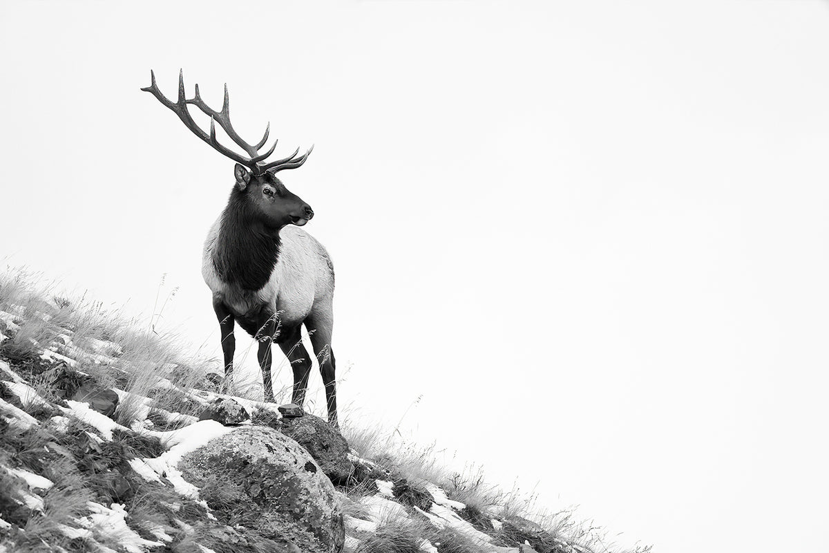 Hillside Elk - Ltd. Ed. /15