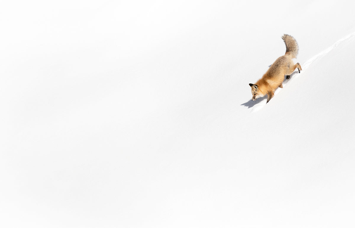 Scarlet Streak - Ltd. Ed. /15