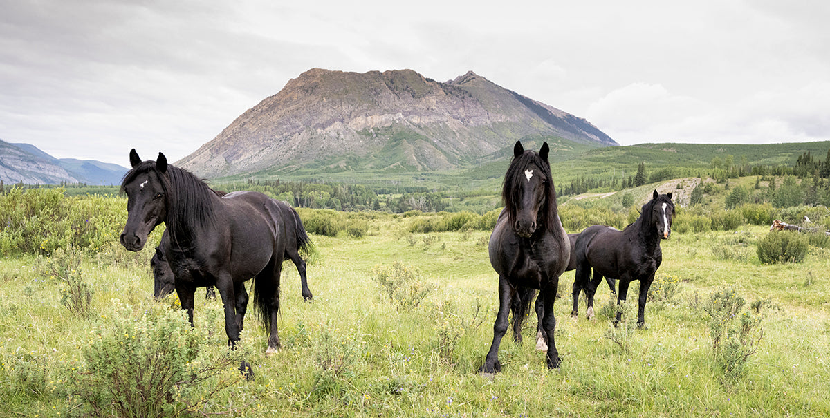 Spirit of the Foothills