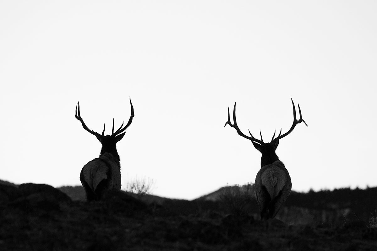 Pre-Dawn Elk