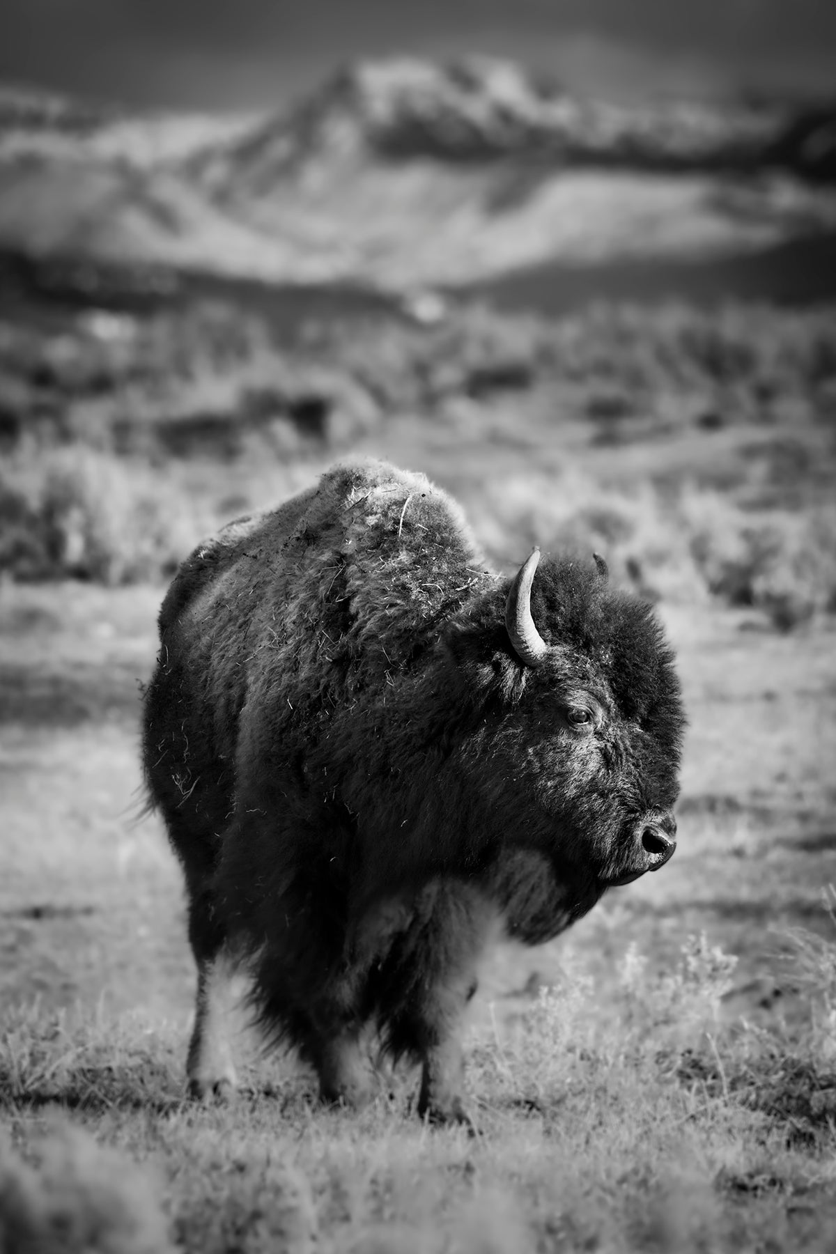 MTN Bison - Ltd. Ed. /15