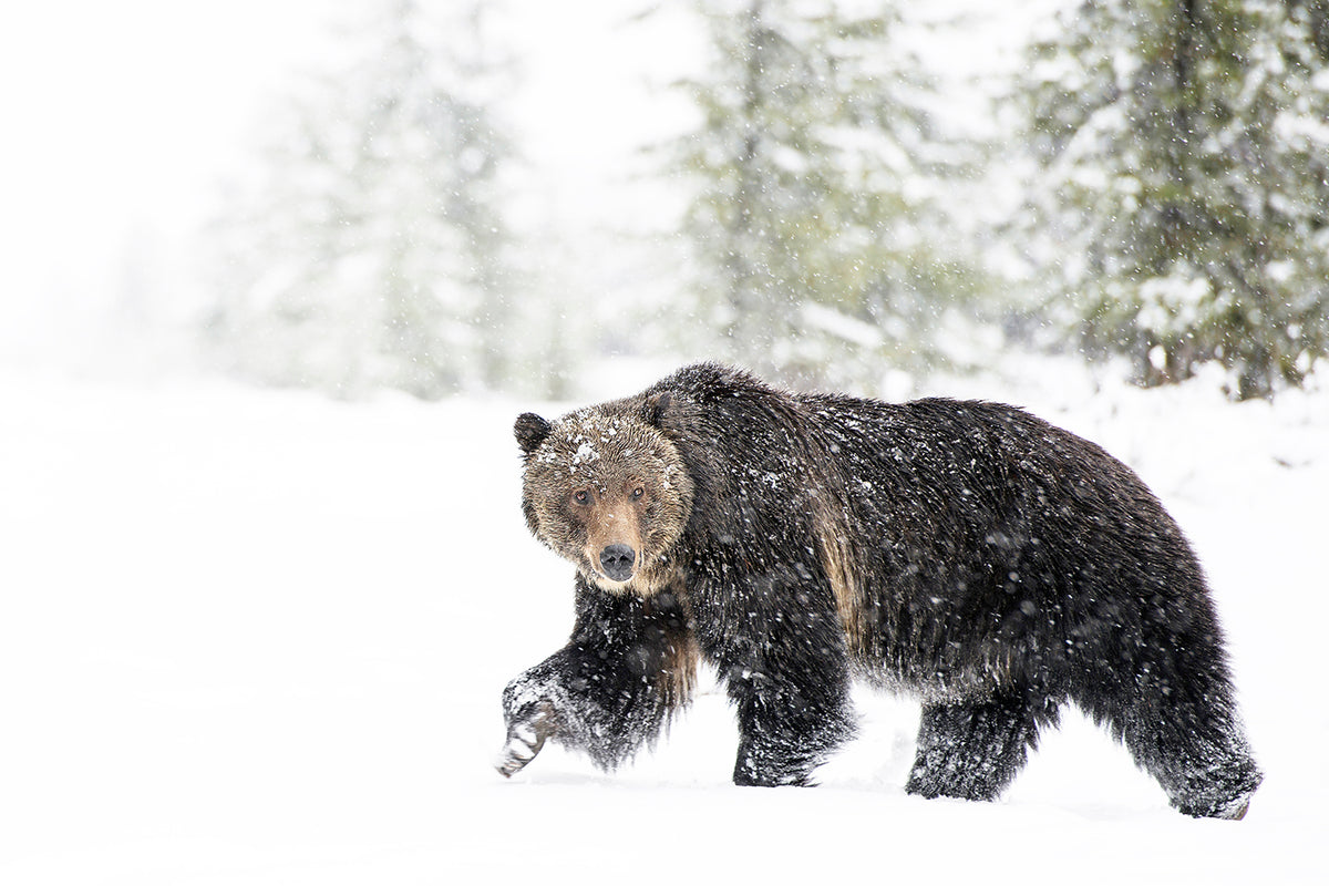 Weathering the Storm