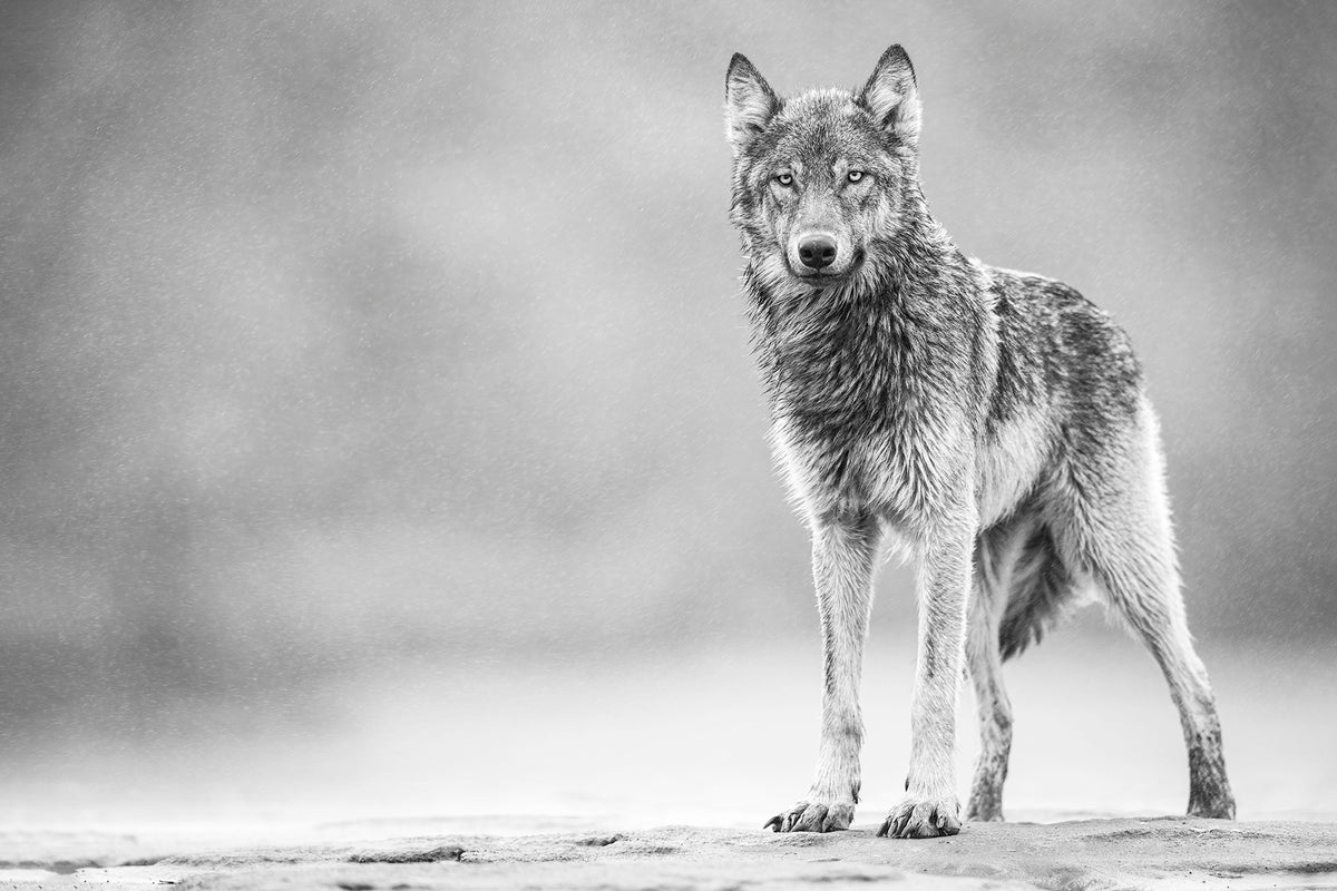 Windswept - Ltd. Ed. /15