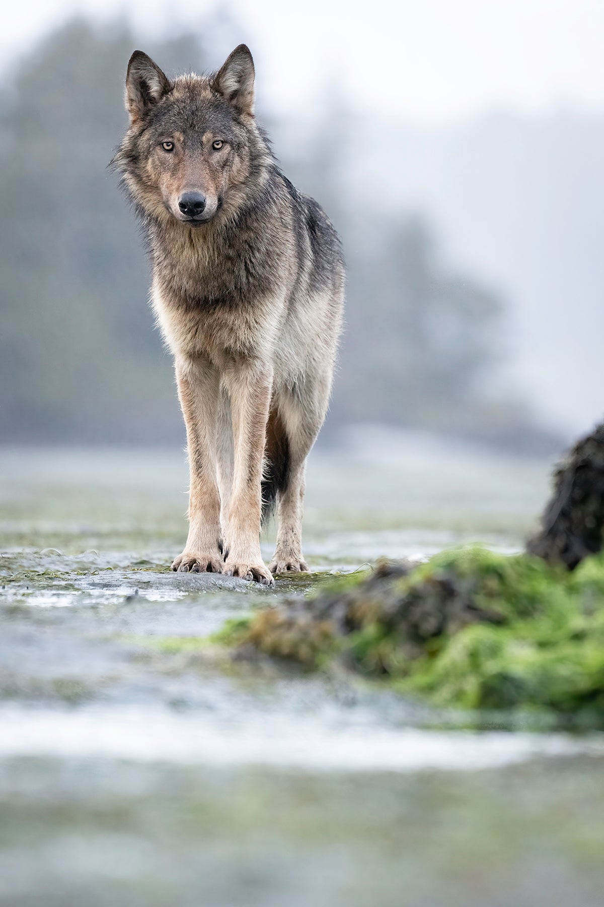 Inquisitive - Ltd. Ed. /15