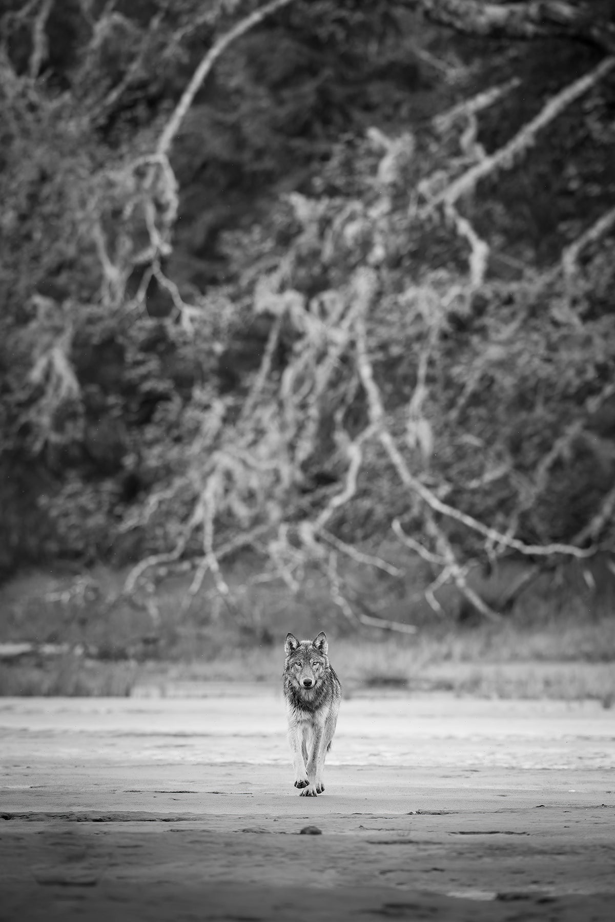 Wolf Patches - Ltd. Ed. /15