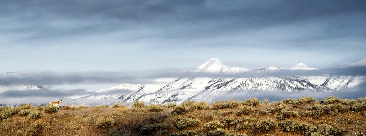 Antelope Panoramic