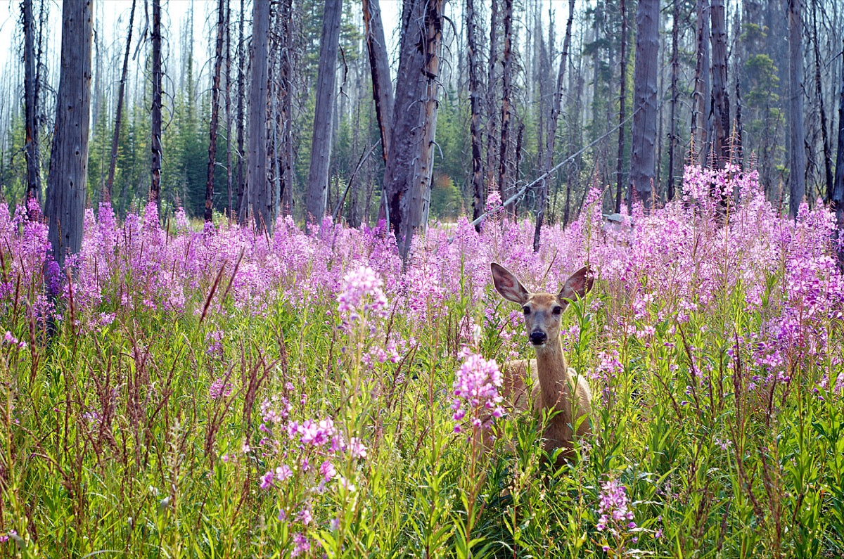 Deer in Fireweed