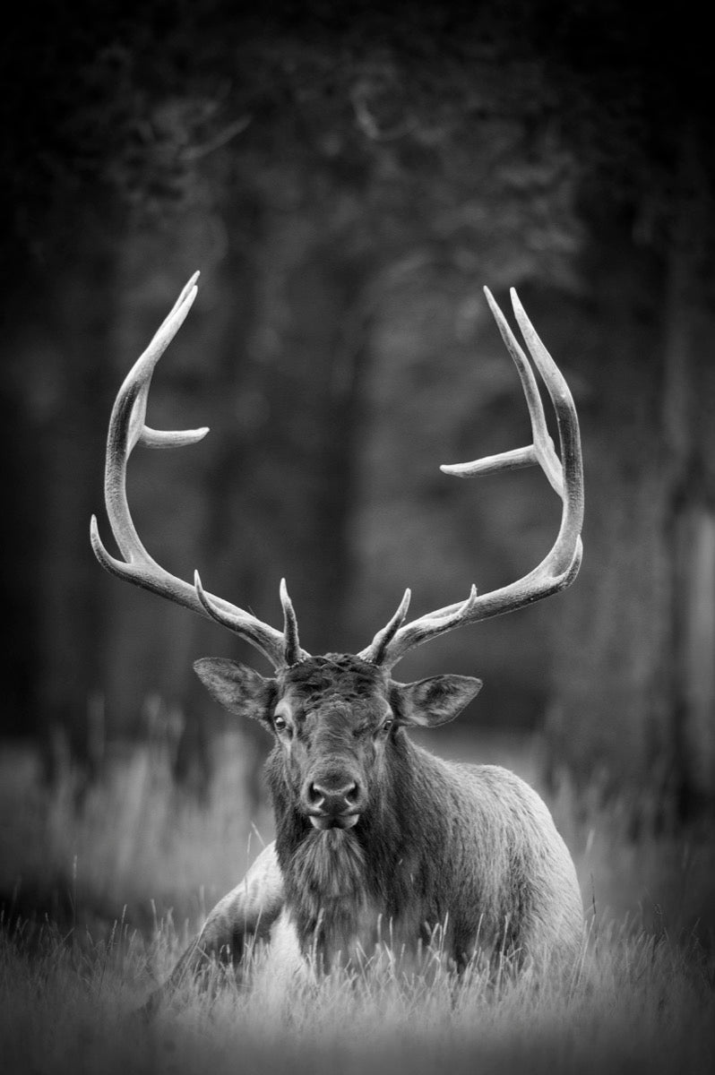 Elk King
