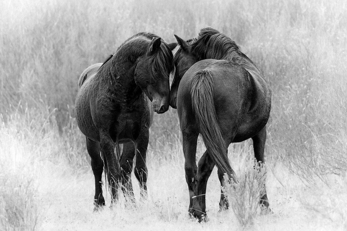 Equine Embrace