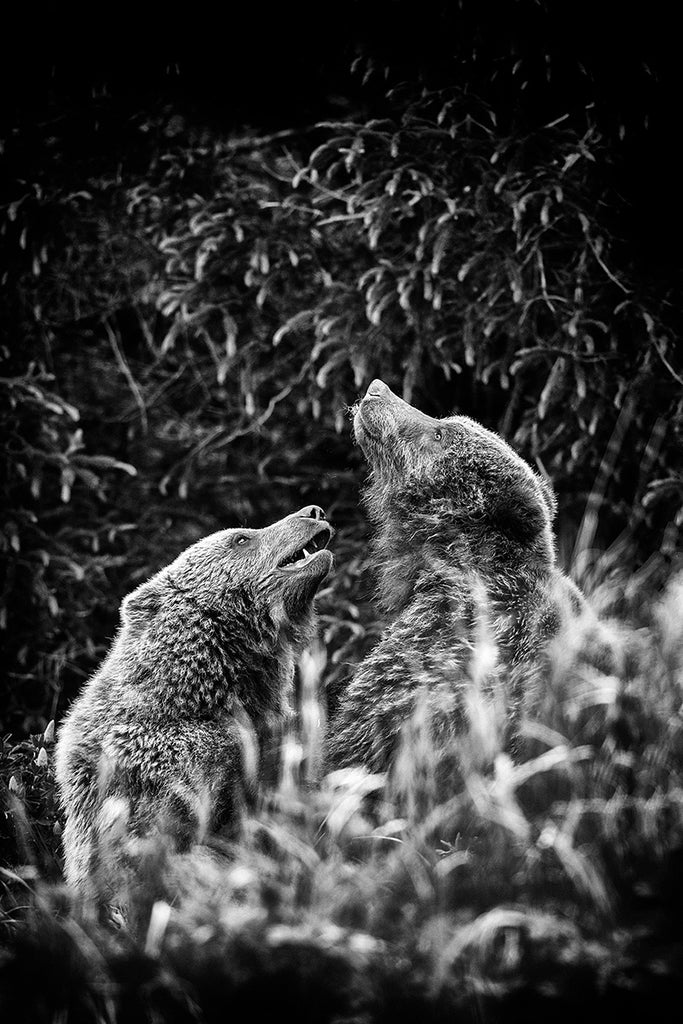 Bears - Lovers