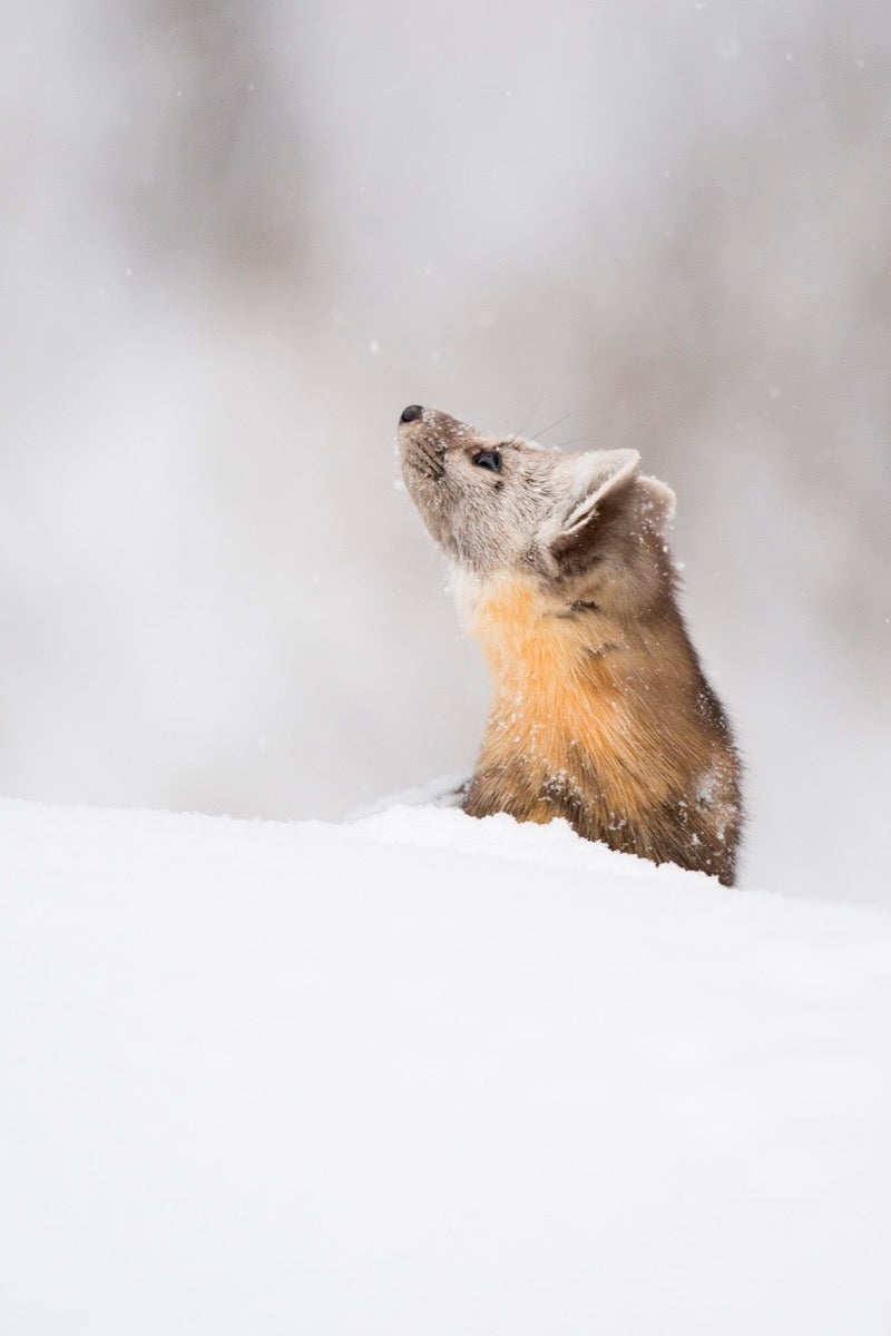 Pine Marten - Snowflake