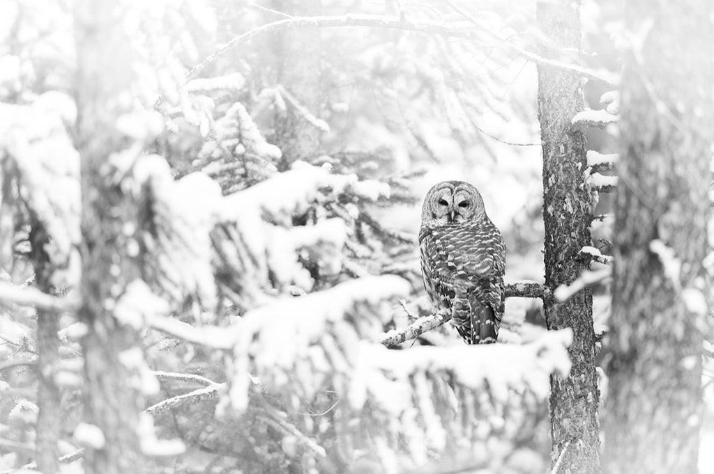 Barred Owl