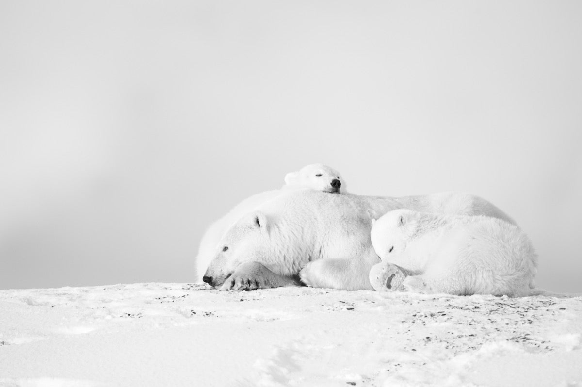 Polar Family