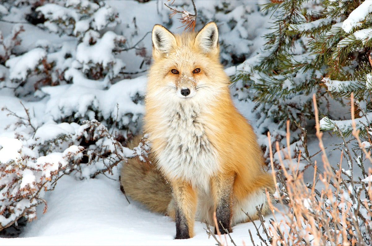 Red Fox In Snow