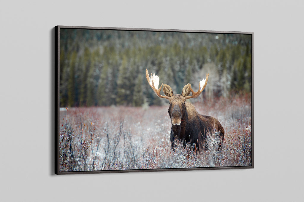 Moose Bull in Fall Colours