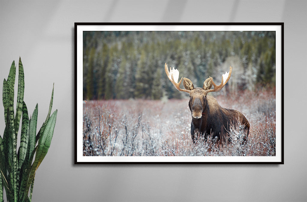 Moose Bull in Fall Colours