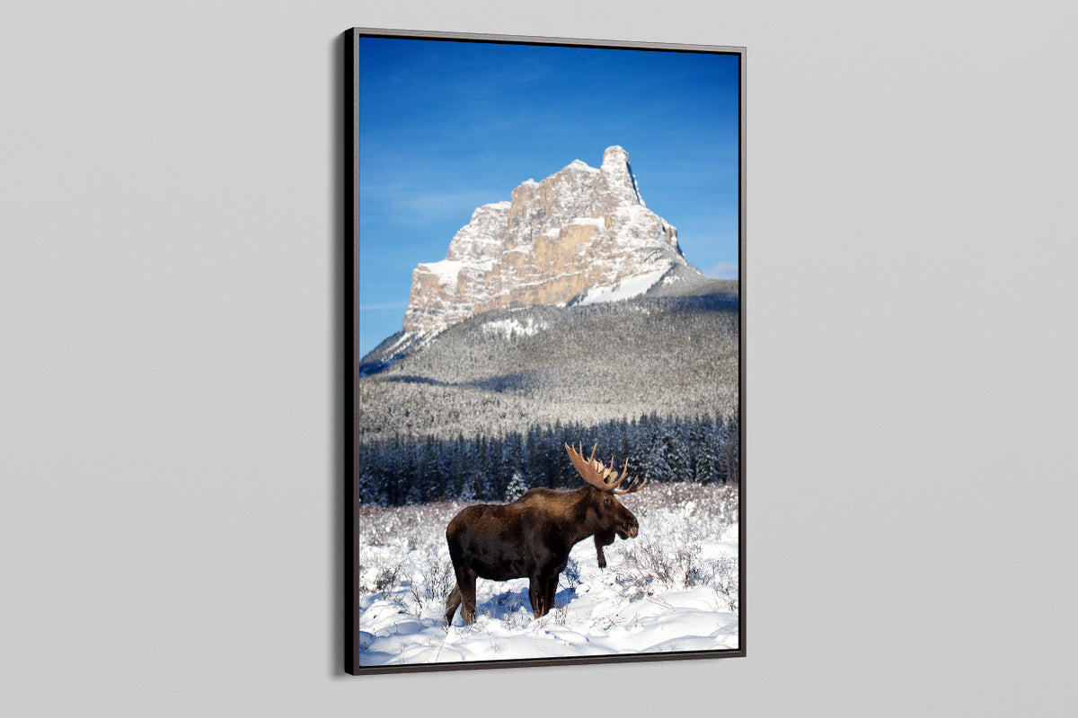 Moose Bull in Front of Castle Mountain