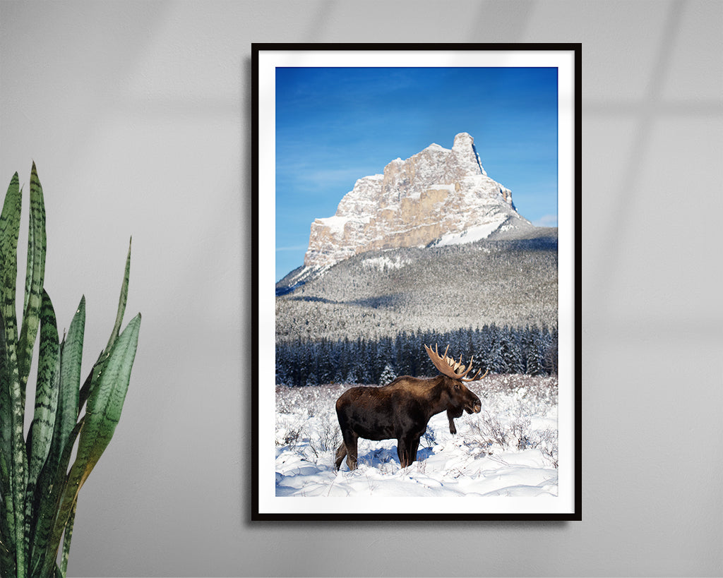 Moose Bull in Front of Castle Mountain