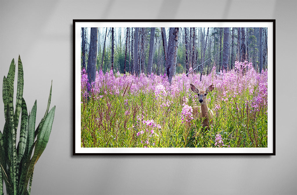 Deer in Fireweed