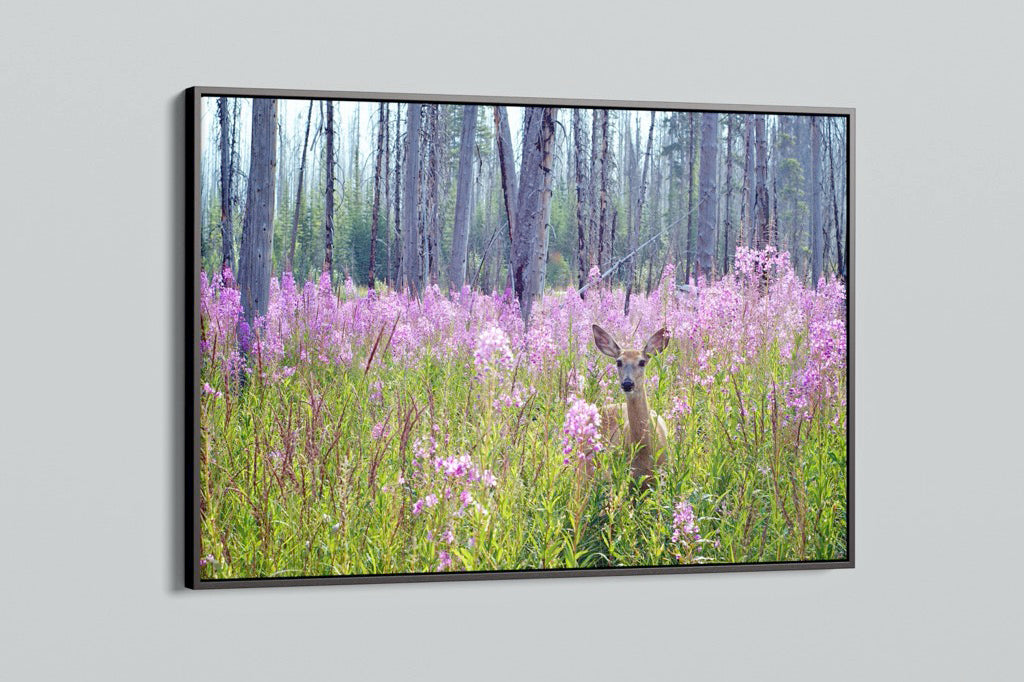 Deer in Fireweed