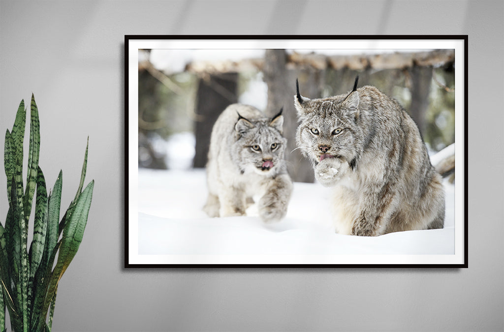 Lynx Family