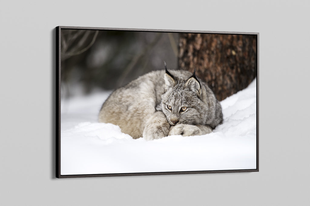 Snow hotsell lynx kitten