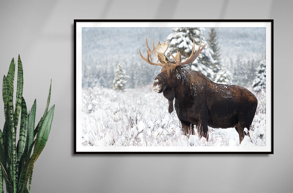 Majestic Bull Moose