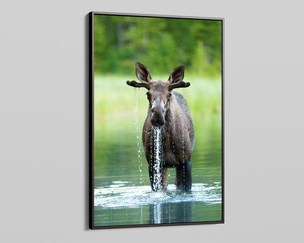 Moose Drip - Brandon T. Brown