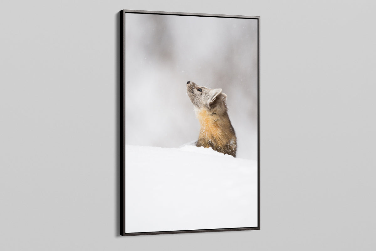 Pine Marten - Snowflake