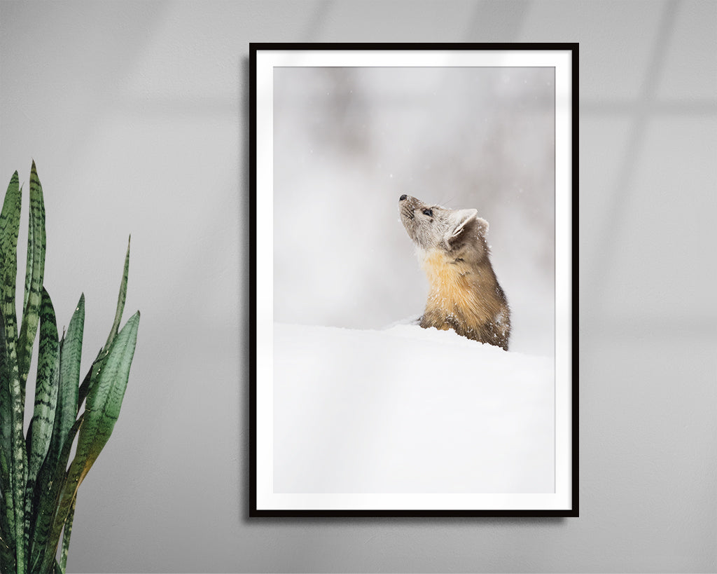 Pine Marten - Snowflake