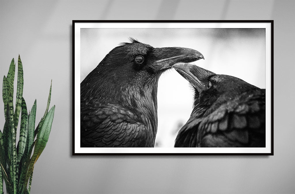 Raven Pair