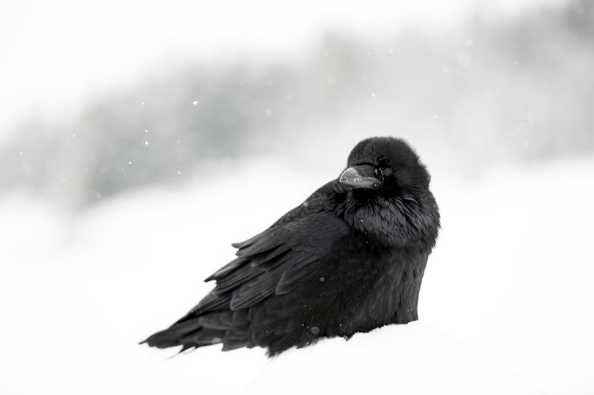 Raven Portrait