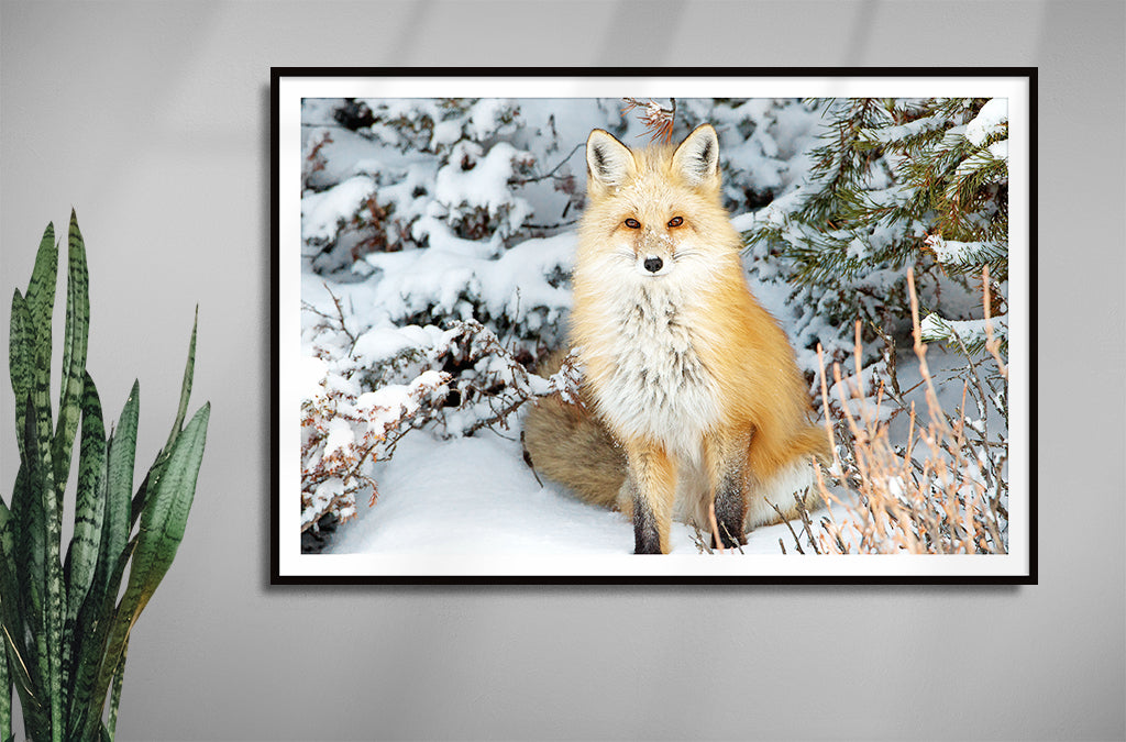 Red Fox In Snow