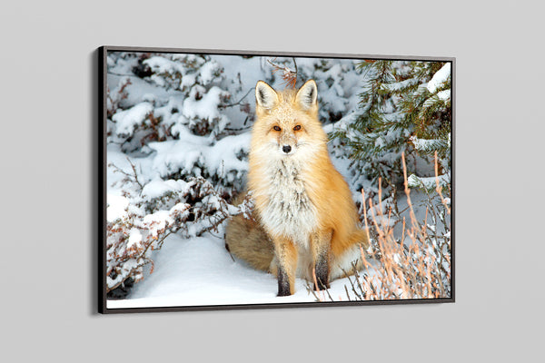 Loon Peak® Red Fox In Snow Photo Snow Pictures For Wall Fox Poster