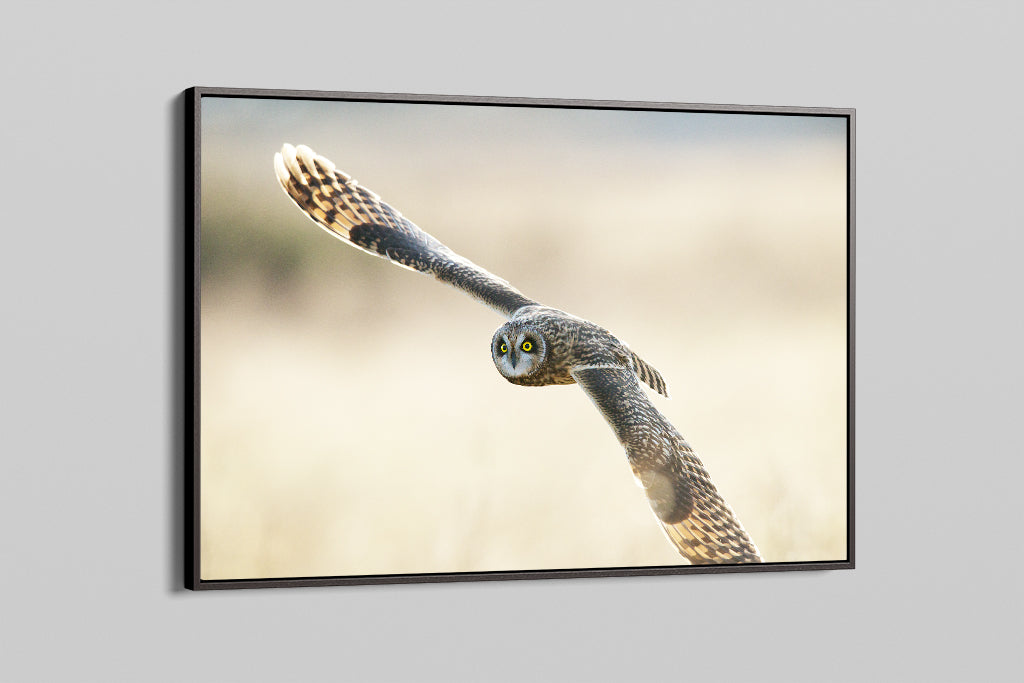 Short Eared Owl In Flight