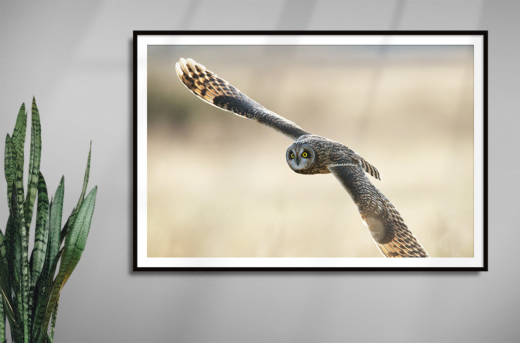 Short Eared Owl In Flight