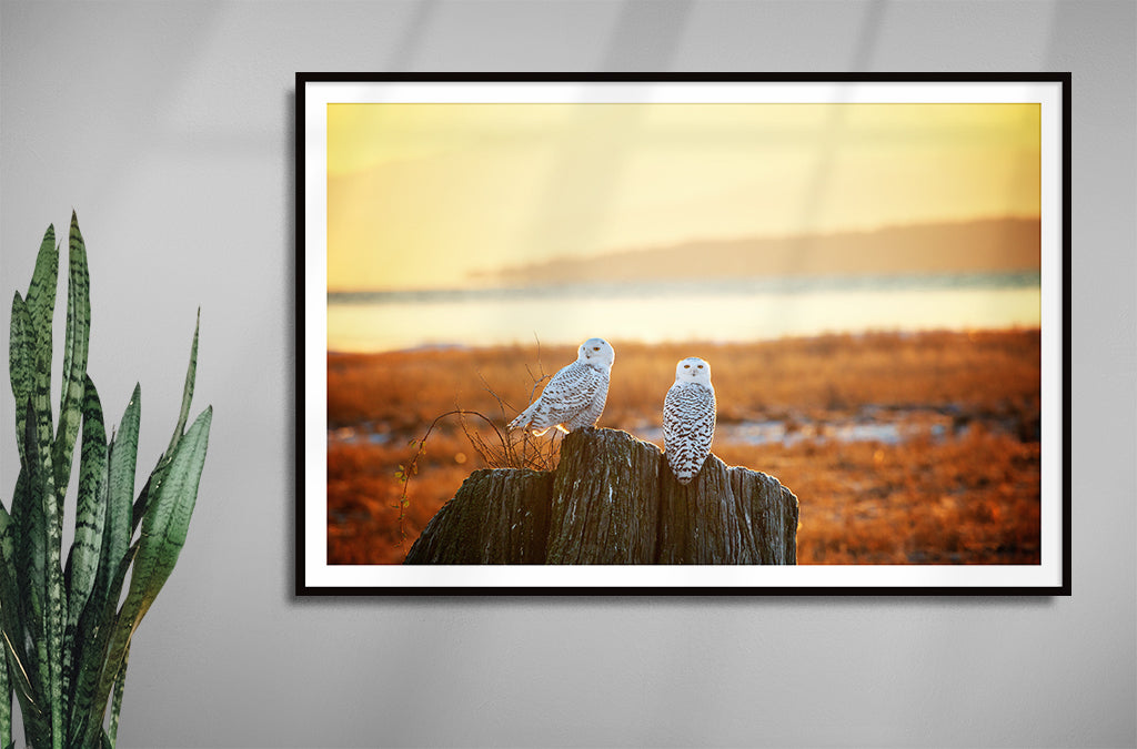 Snowy Owls