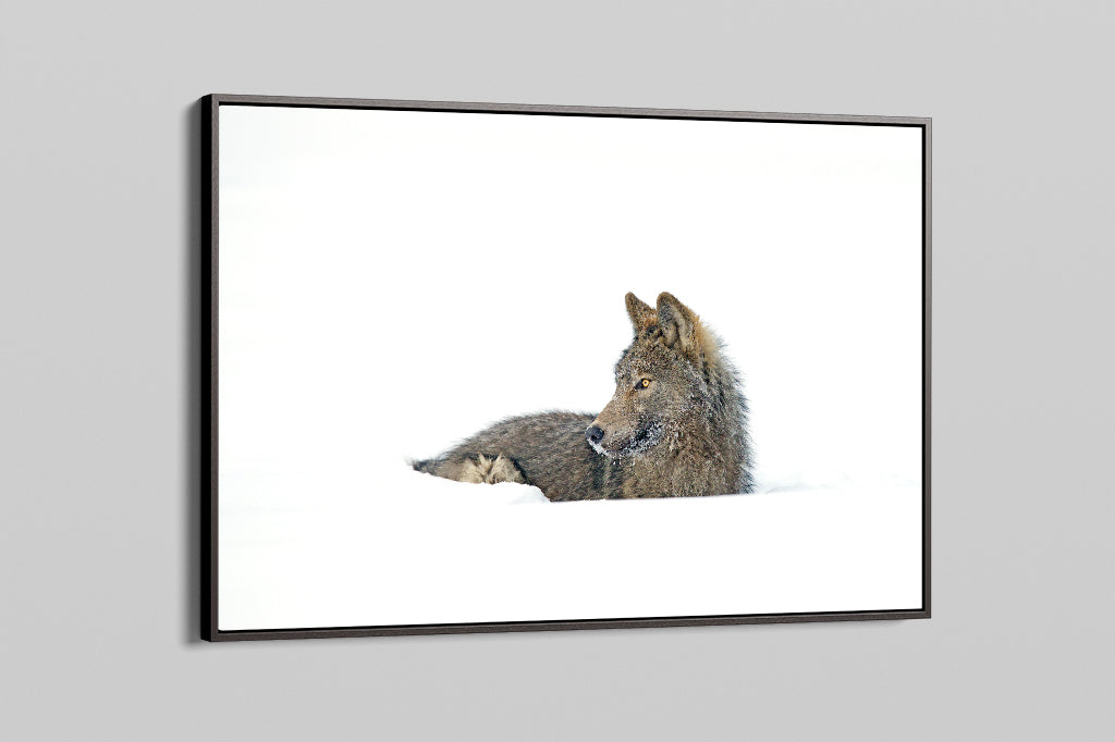 The Ochre Wolf Resting in Snow