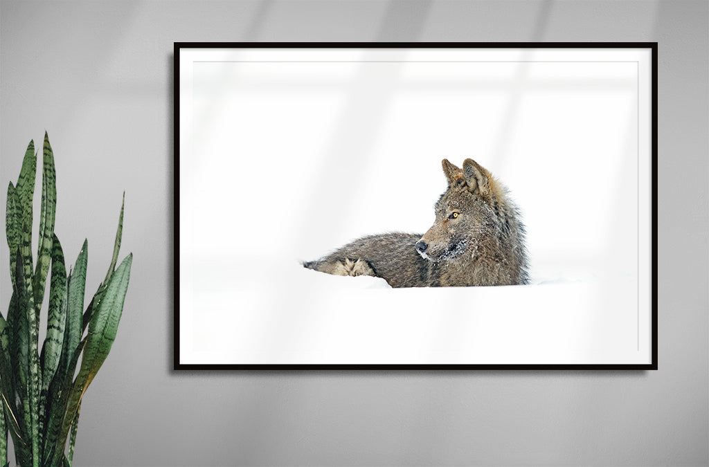 The Ochre Wolf Resting in Snow