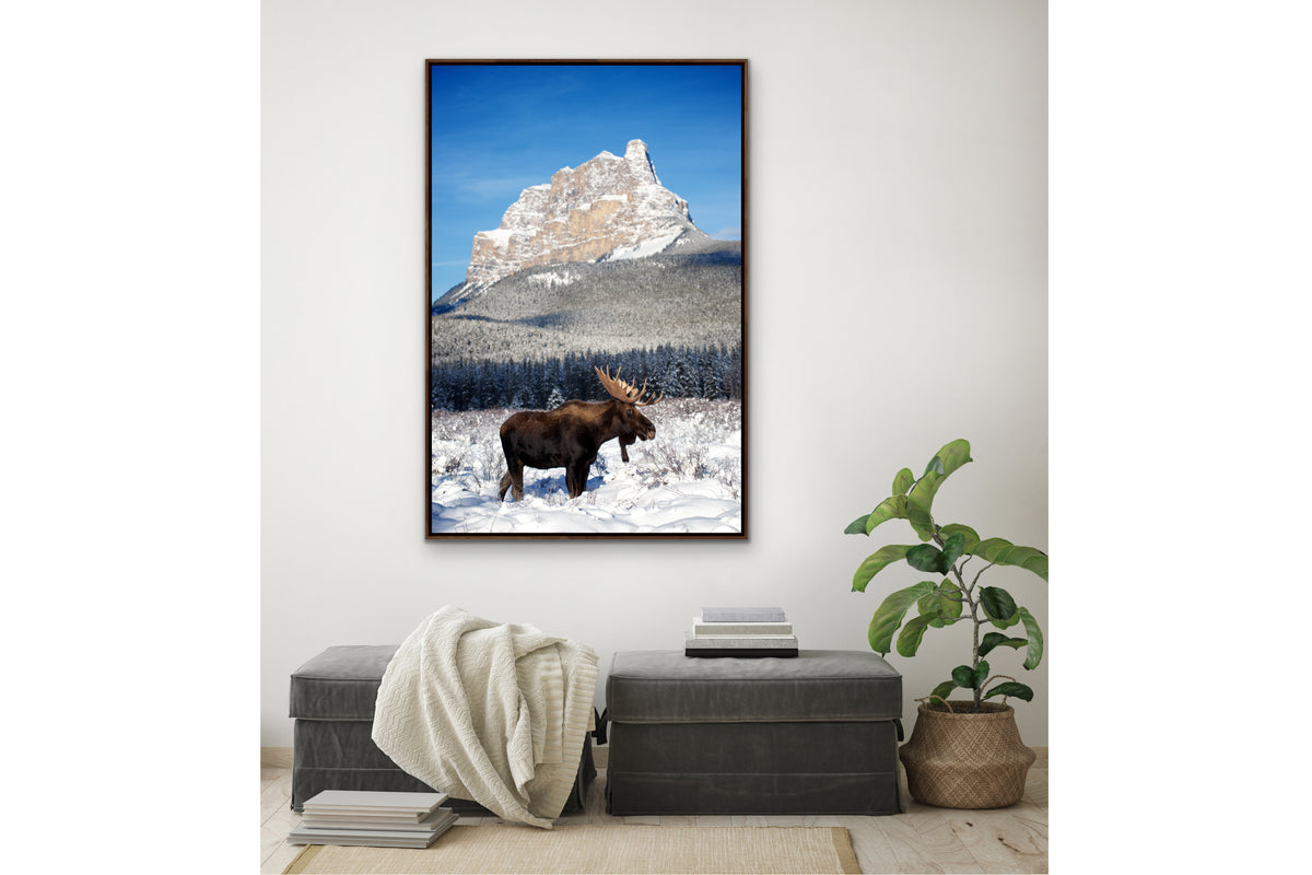 Moose Bull in Front of Castle Mountain