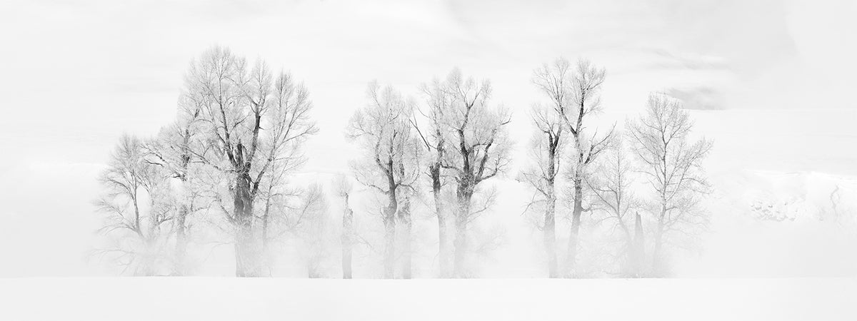 Cottonwood Creek - LIMITED EDITION /75