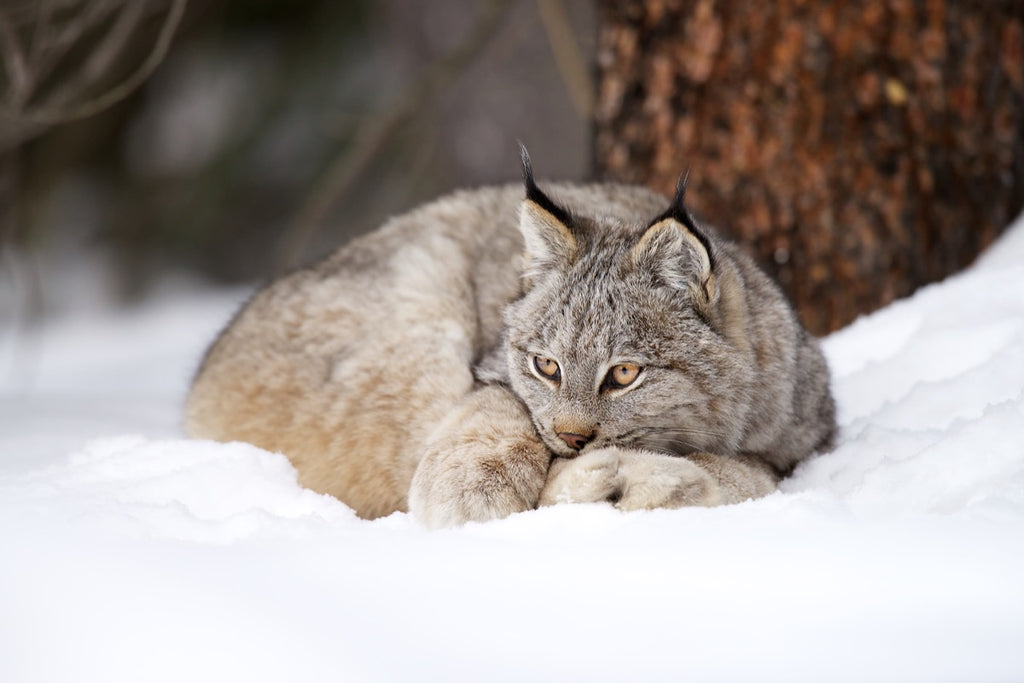 LynxCurledWEB_1024x1024.jpg?v=