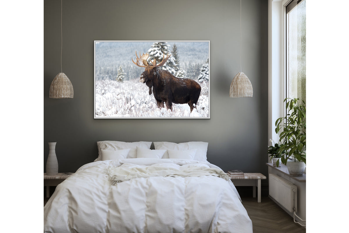 Majestic Bull Moose