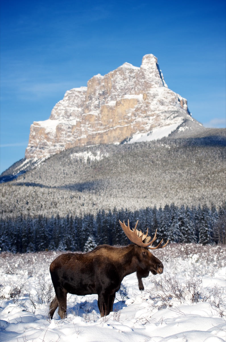 Moose Bull in Front of Castle Mountain