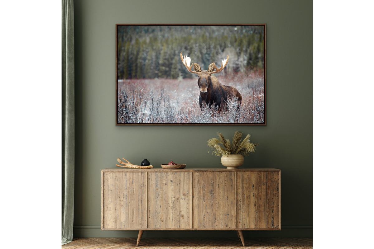 Moose Bull in Fall Colours