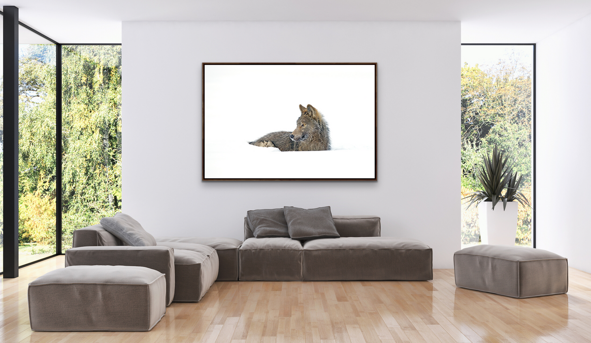 The Ochre Wolf Resting in Snow