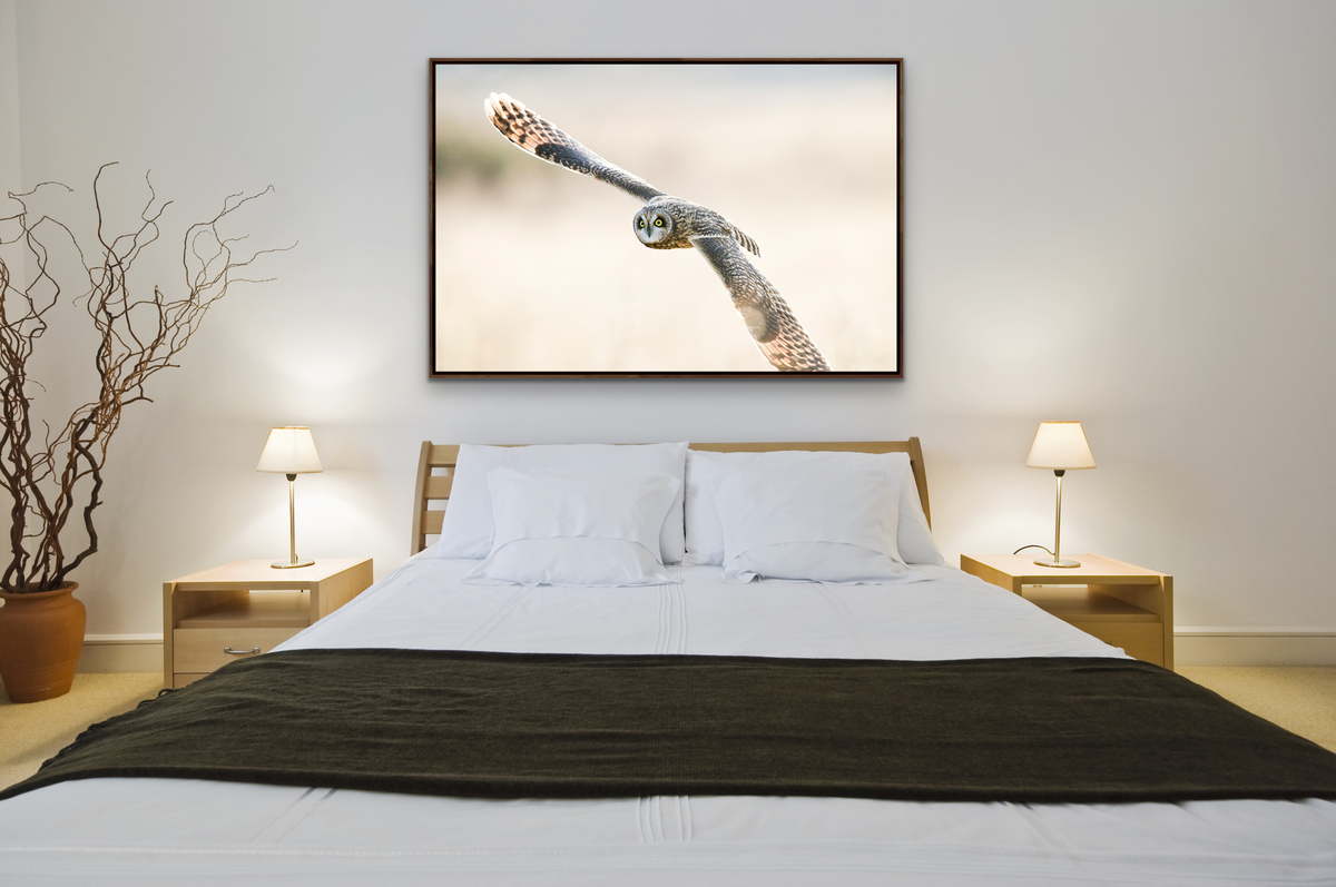 Short Eared Owl In Flight