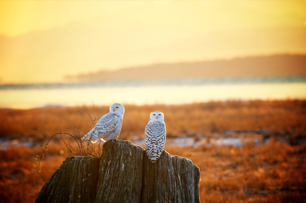 Snowy Owls